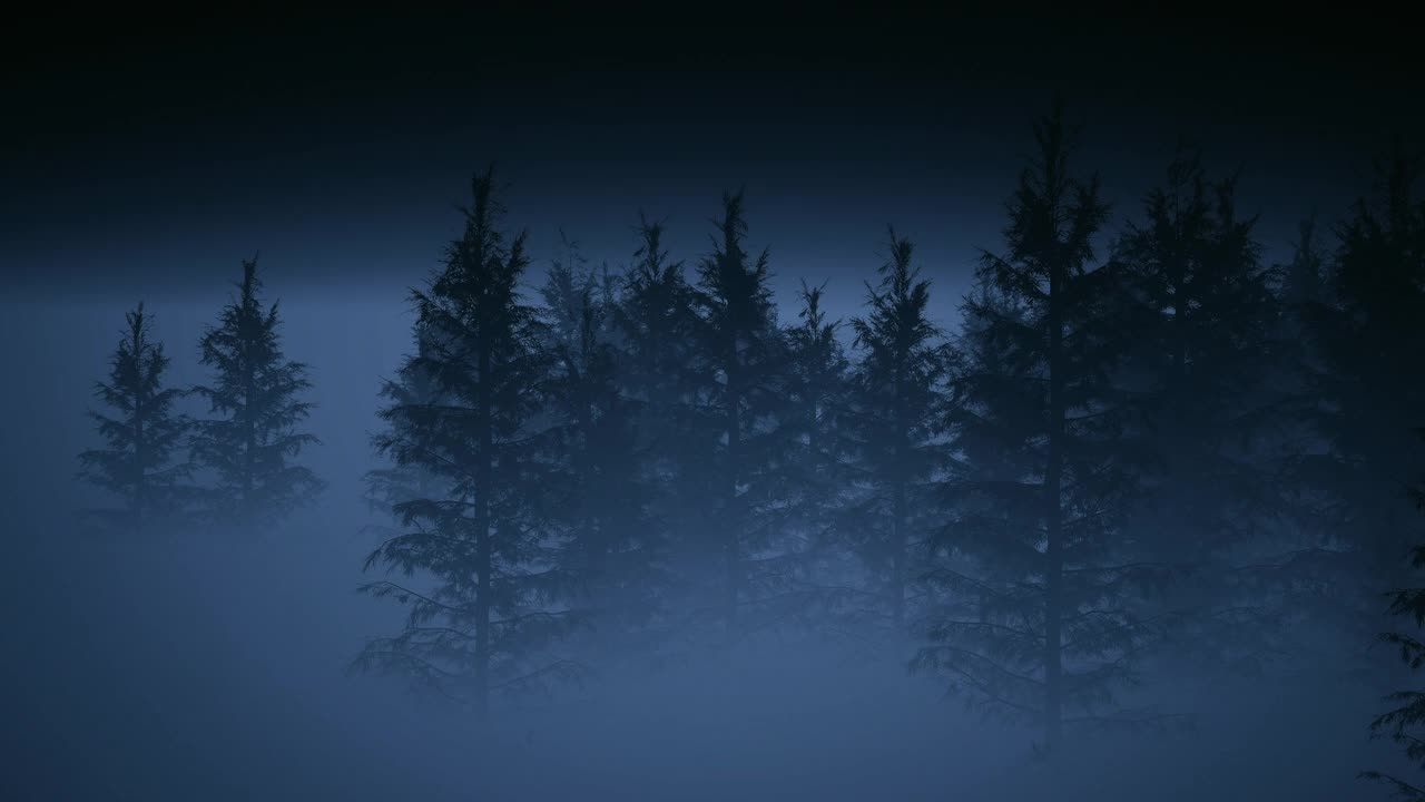 神秘的野生阴沉的森林在清晨的雾。夜晚的神秘和可怕的森林视频下载