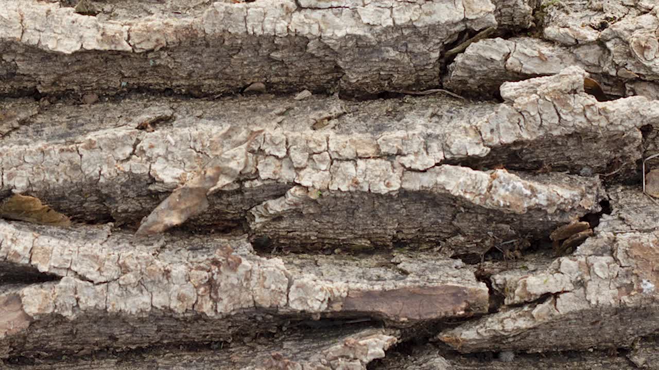一棵大树粗糙的树皮，特写镜头，慢镜头视频素材