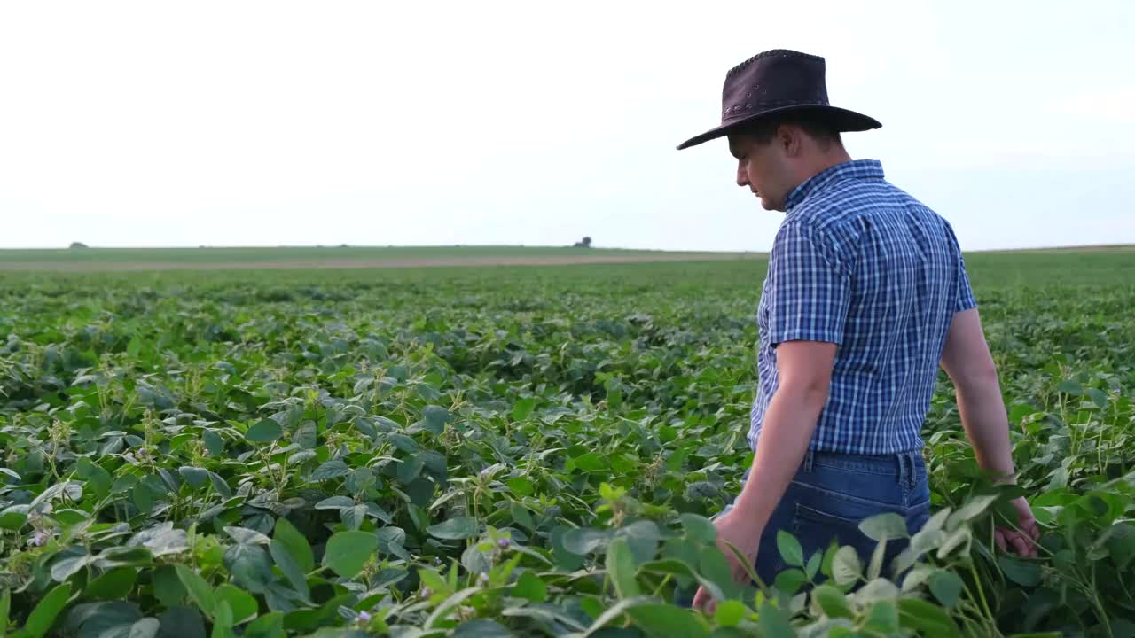 一位年轻农民的侧视图，他走在大豆地里，研究收成。视频素材