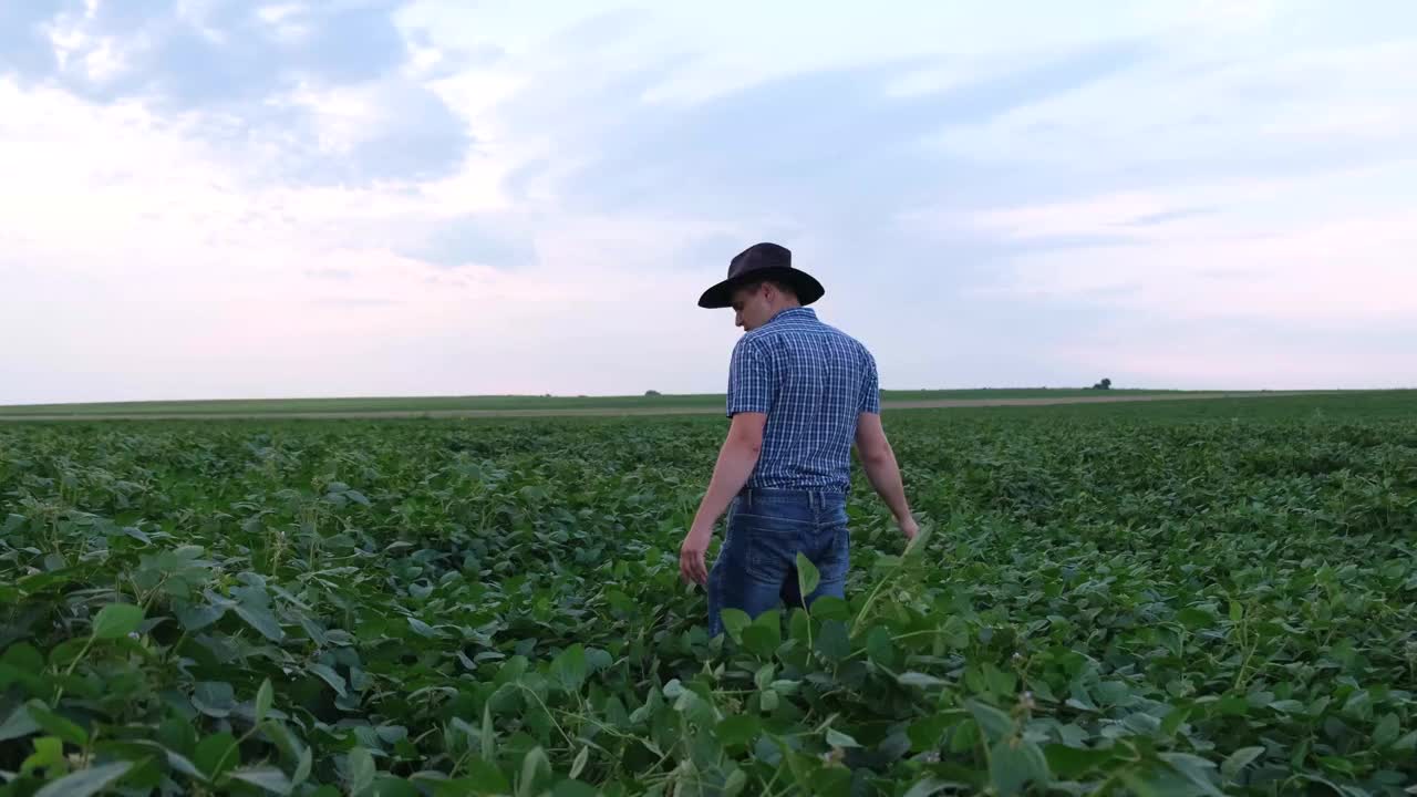 一位年轻的农学家在田里检查大豆作物。大豆田里的农民。视频素材