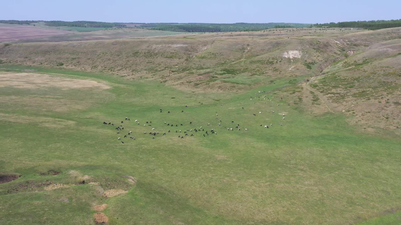 放牧牛群的无人机视野。鸟瞰乡村景观。视频素材