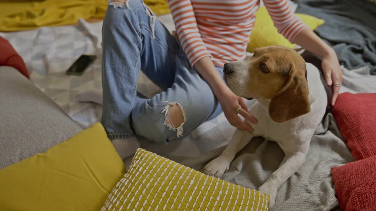 年轻女子抚摸狗，而放松在舒适的设置在地板上在家里视频素材