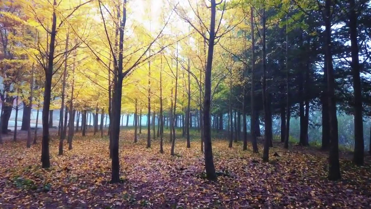 韩国江原道原州市，枫树和山楂树的秋景视频下载