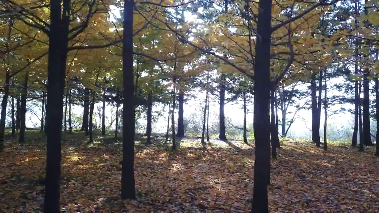 韩国江原道原州市，枫树和山楂树的秋景视频下载