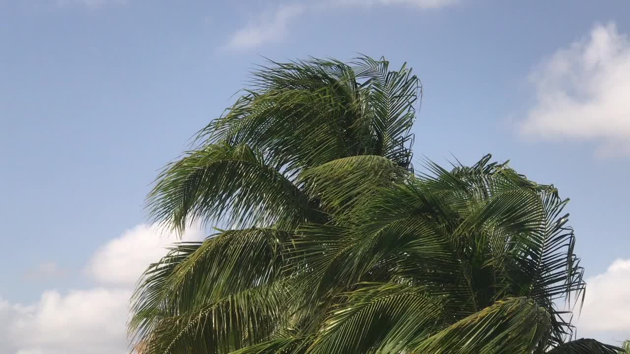 视频/摇晃着棕榈树的树枝和天空。视频素材