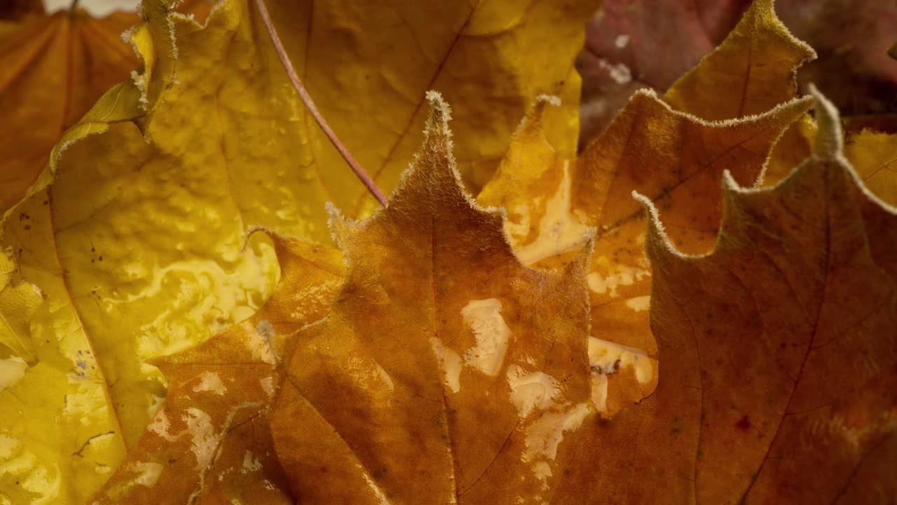 黄澄澄的枫叶上满是霜冻的秋霜，岁月流逝的霜冻生长在秋叶上视频购买