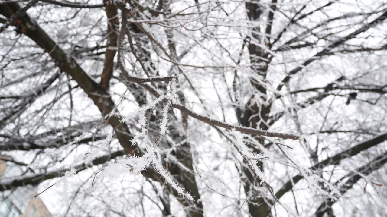 雪中的树视频素材