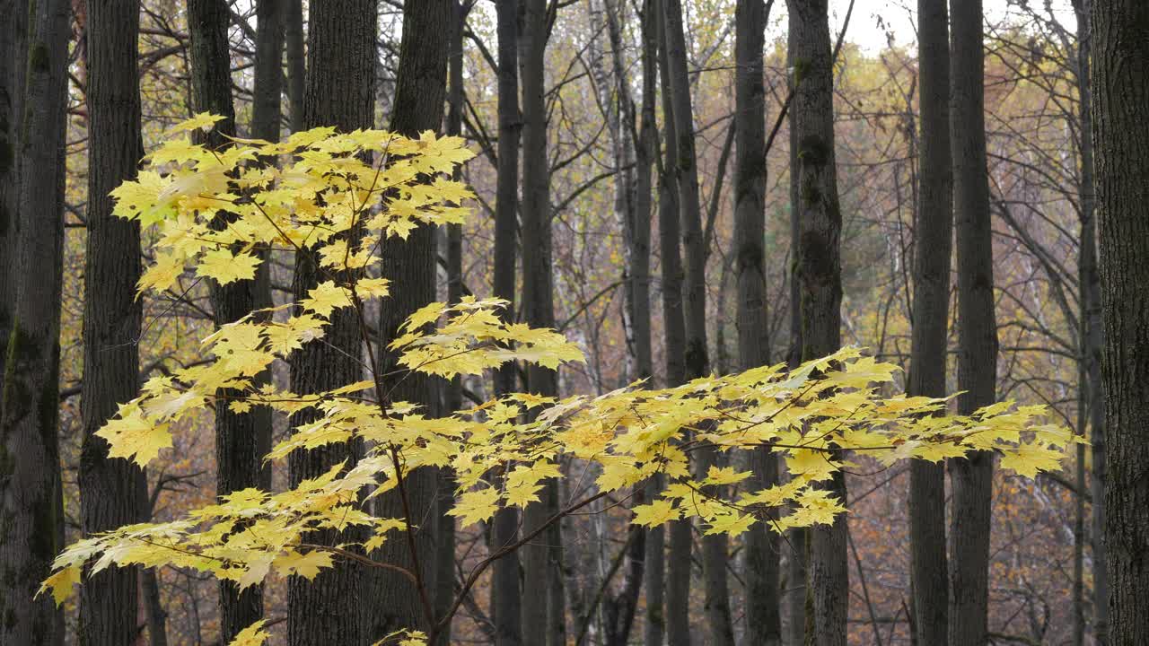 森林里的秋天。树干间黄色枫树的树枝。视频素材