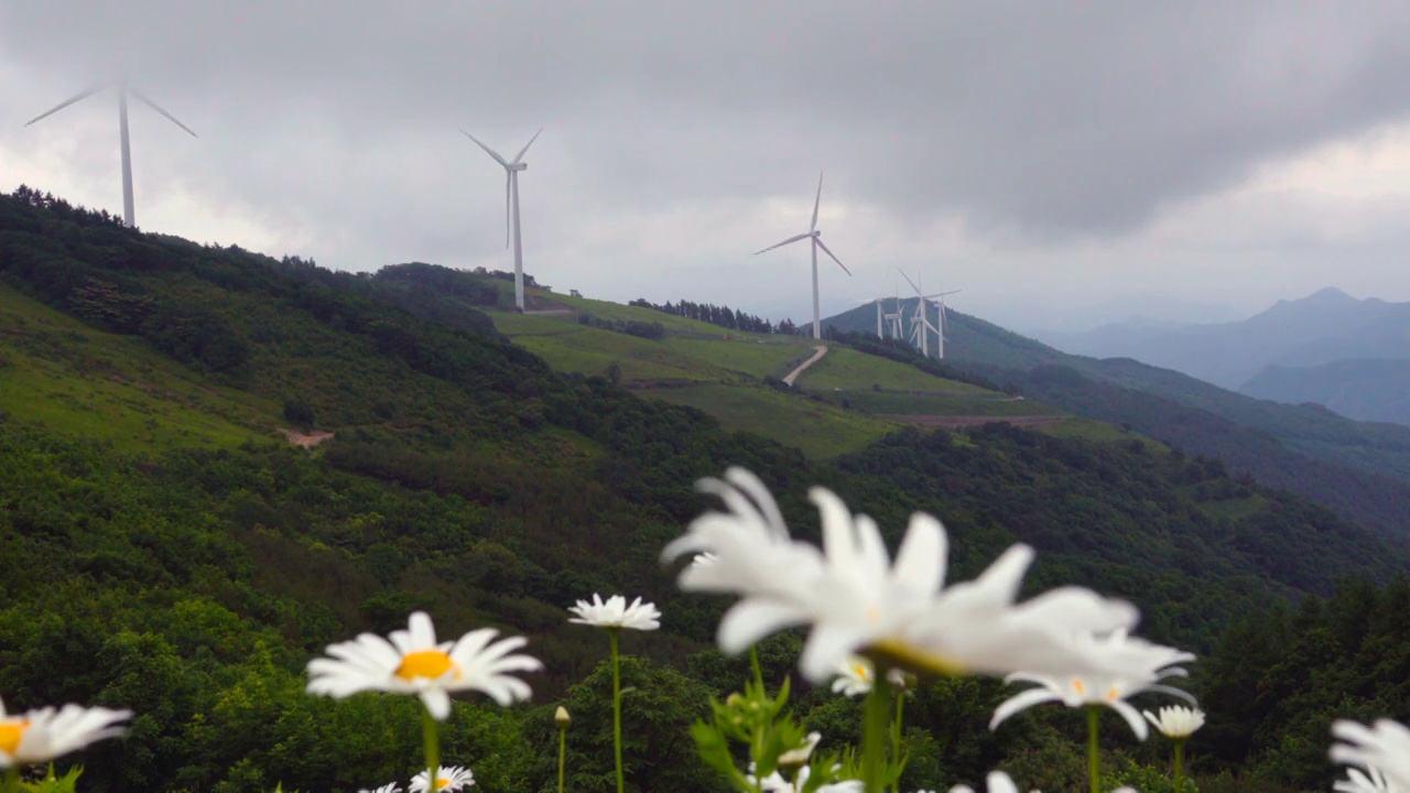 ▽青谷山柳白马吉=菊花和风力发电机的风景/江原道平昌郡视频下载