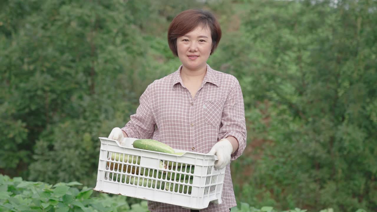 有机农民收获有机黄瓜视频素材