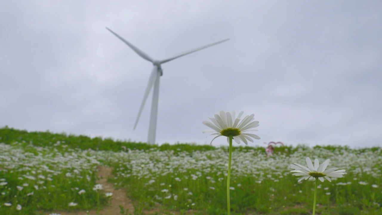 ▽青谷山柳白马吉=菊花和风力发电机的风景/江原道平昌郡视频下载