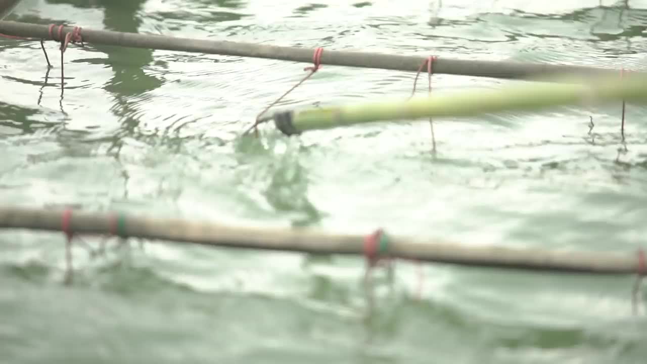 在泰国的一个农场收集牡蛎，牡蛎农场视频素材