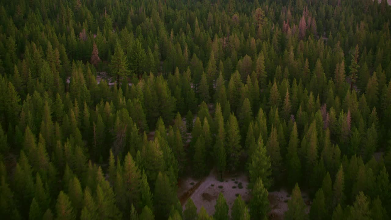 在日出时分，俯瞰加利福尼亚Inyo国家森林的树木视频素材