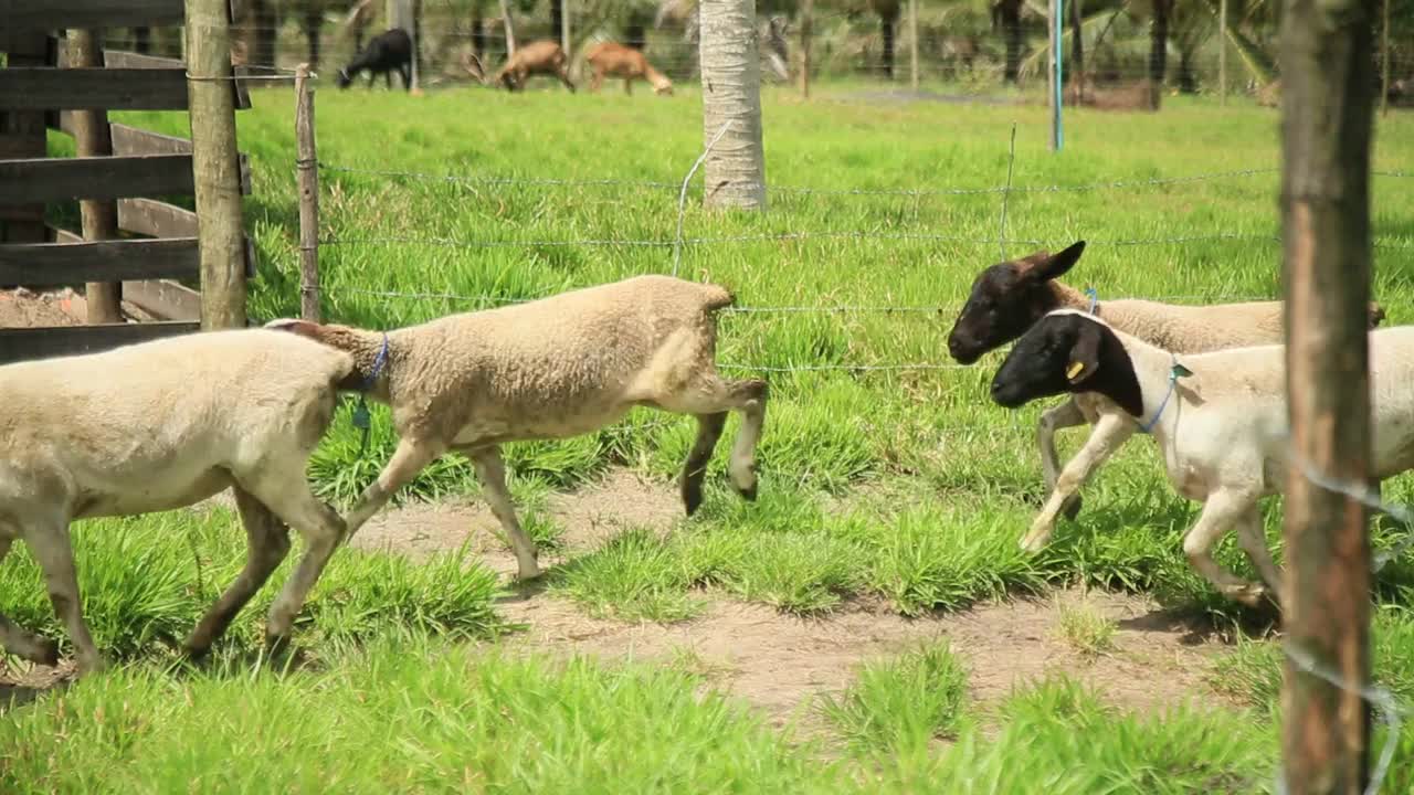 在农场养羊视频素材