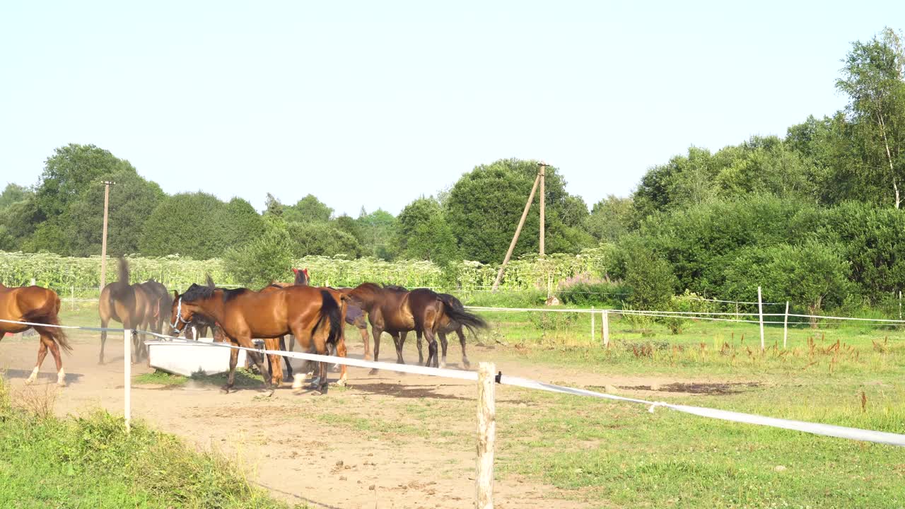 水坑边有一群马。视频素材