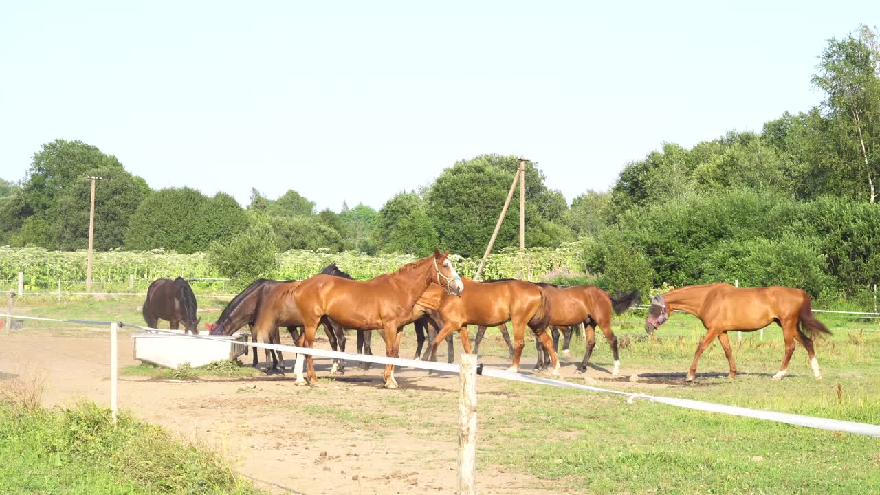 一群在牧场上吃草的马。视频素材