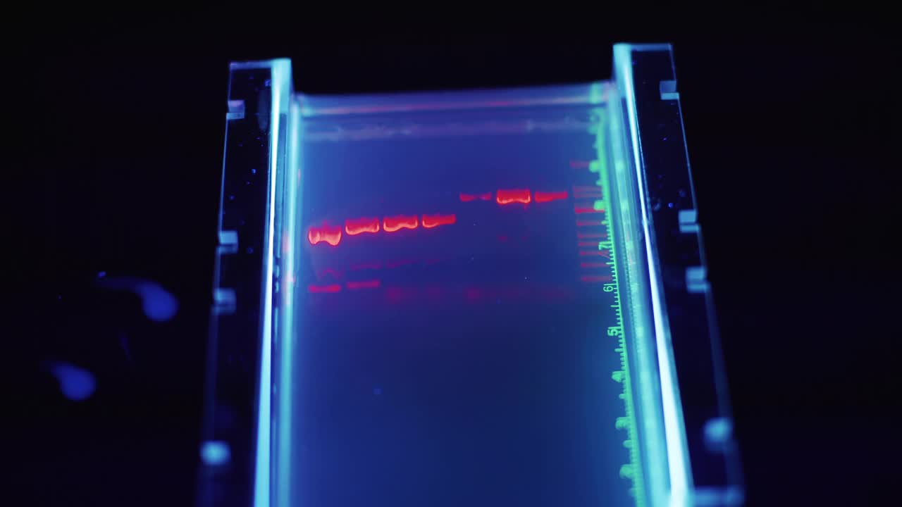DNA遗传实验室工作人员:病毒检测测试视频素材