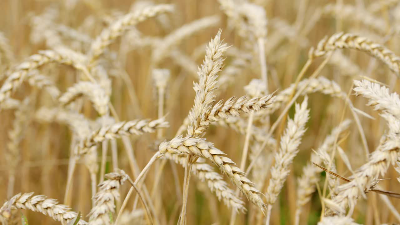 在田园诗般的乡村里，干燥的麦穗里有成熟的种子。实时视频素材