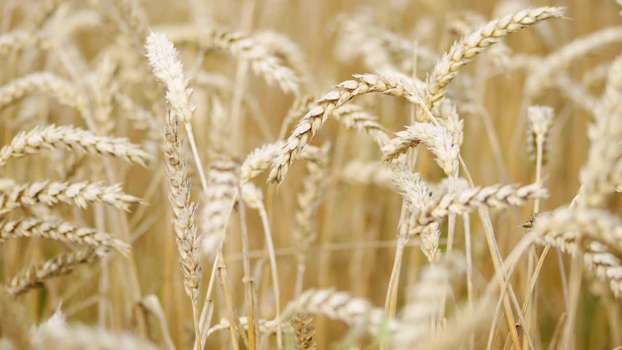 收获和收获的概念。夏季小麦大丰收，田野风光，生活方式。近距离视频素材