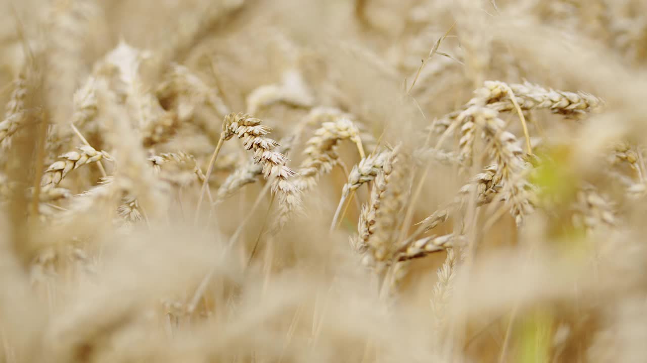 金色的麦田。夏季田野里的小麦在自然中生长。农村自然景观。近距离视频素材