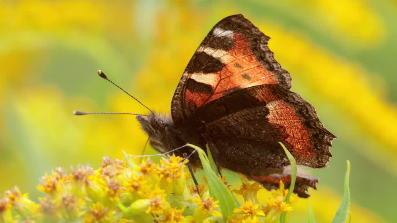 小玳瑁蝶(Aglais urticae, Nymphalis urticae)是蛱蝶科中一种色彩鲜艳的欧亚蝴蝶。它是一种中等大小的蝴蝶，主要是红橙色的。视频素材