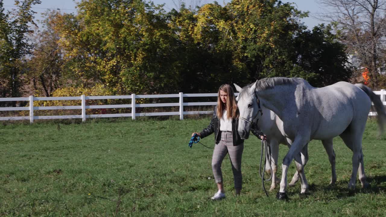 女驯马师在围栏上带领两匹马视频素材
