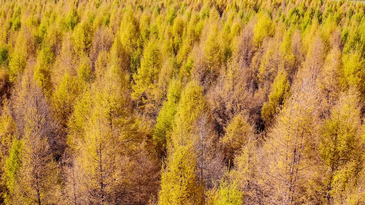 秋天鸟瞰多彩的森林。无人机在松林上空飞行。视频素材