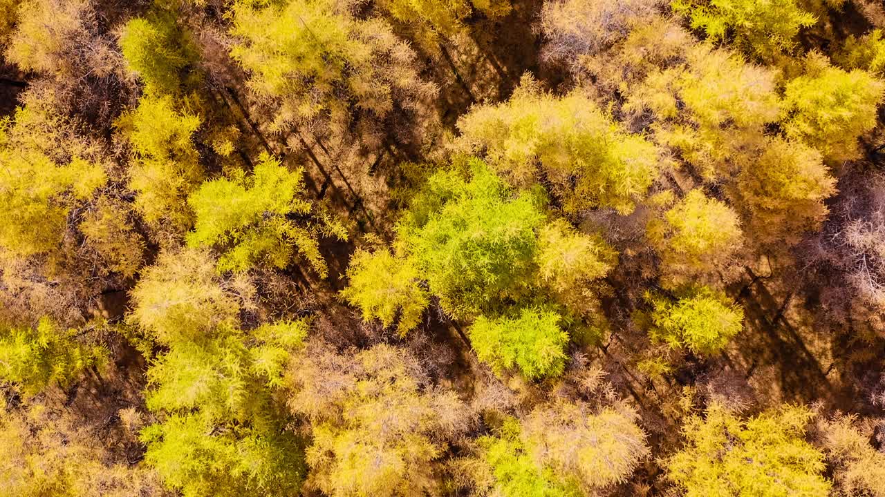 秋天鸟瞰多彩的森林。无人机飞过秋天的森林。视频素材