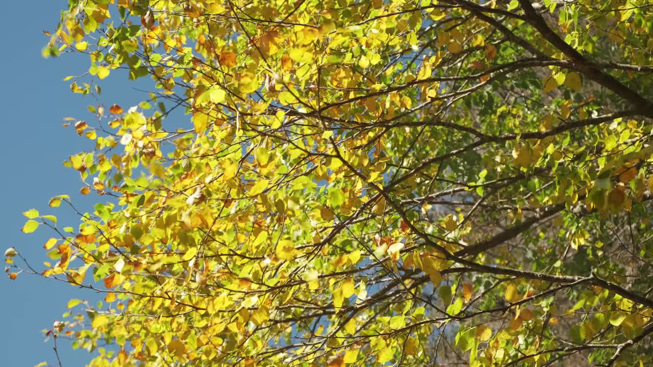 枯黄的树在风落的季节视频下载