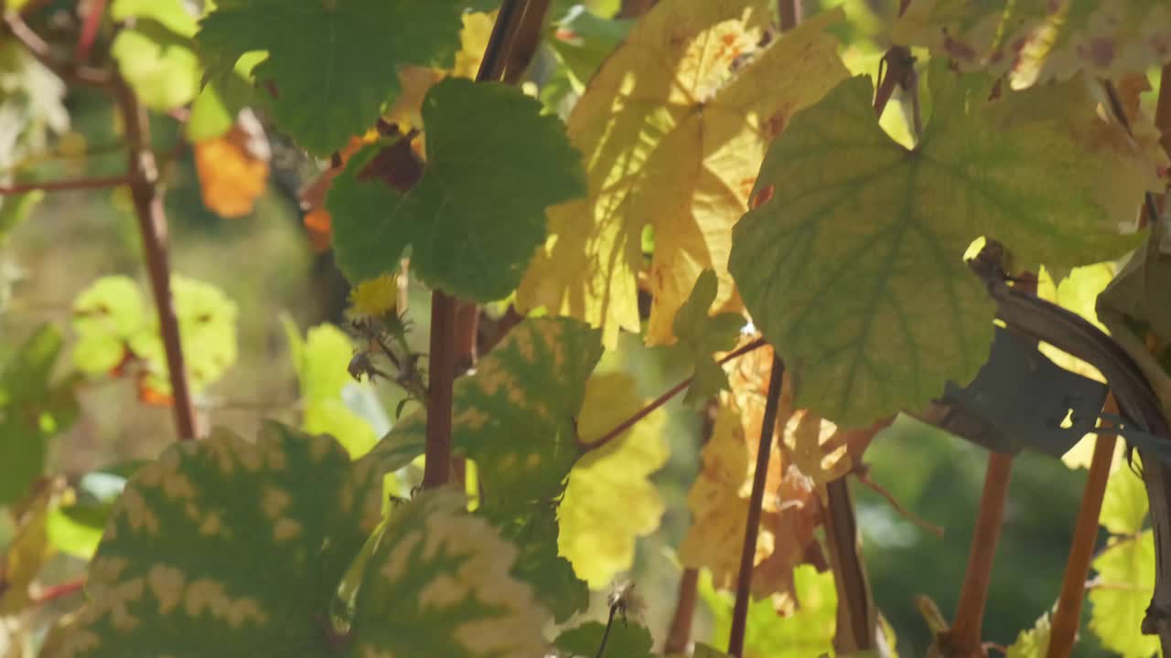 黄色葡萄园的叶子接近秋天的季节视频下载