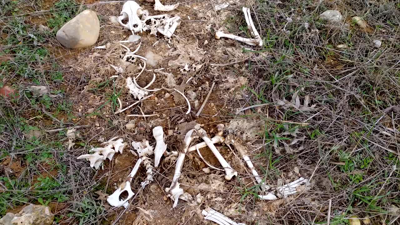 骨头残骸，一只猫的骨头，一只家猫的骨头在田野中间被撕成碎片视频素材