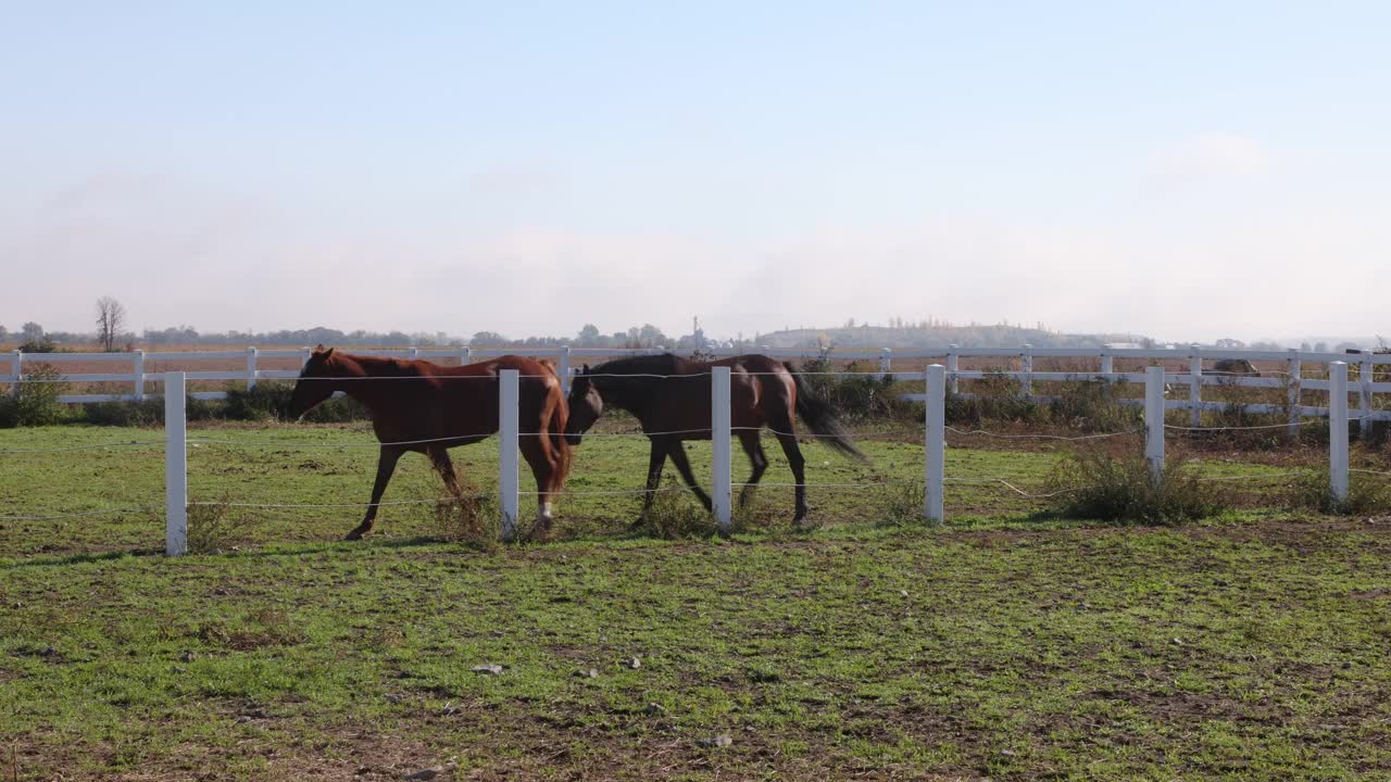 在一个阳光明媚的秋天，两匹马在篱笆后小跑视频下载