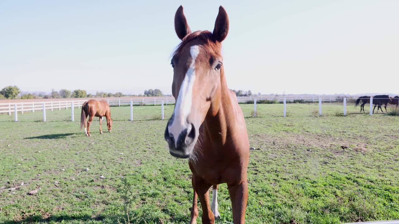 马在围栏里嗅来嗅去的特写镜头视频素材