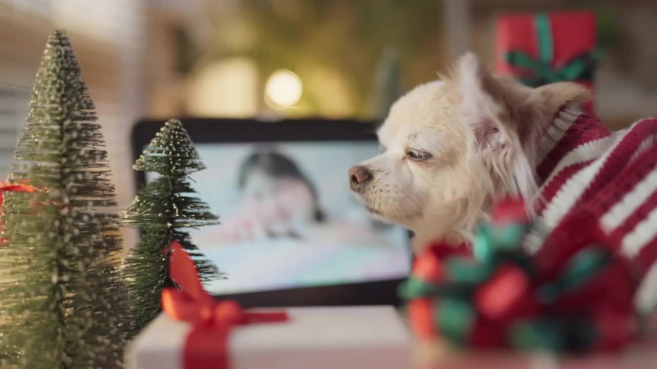 年长快乐的吉娃娃狗放松微笑想念他的主人的家庭使用数字平板屏幕远程交谈家庭人在线VoIP在圣诞节日派对，狗使用平板电脑坐在礼物盒视频素材