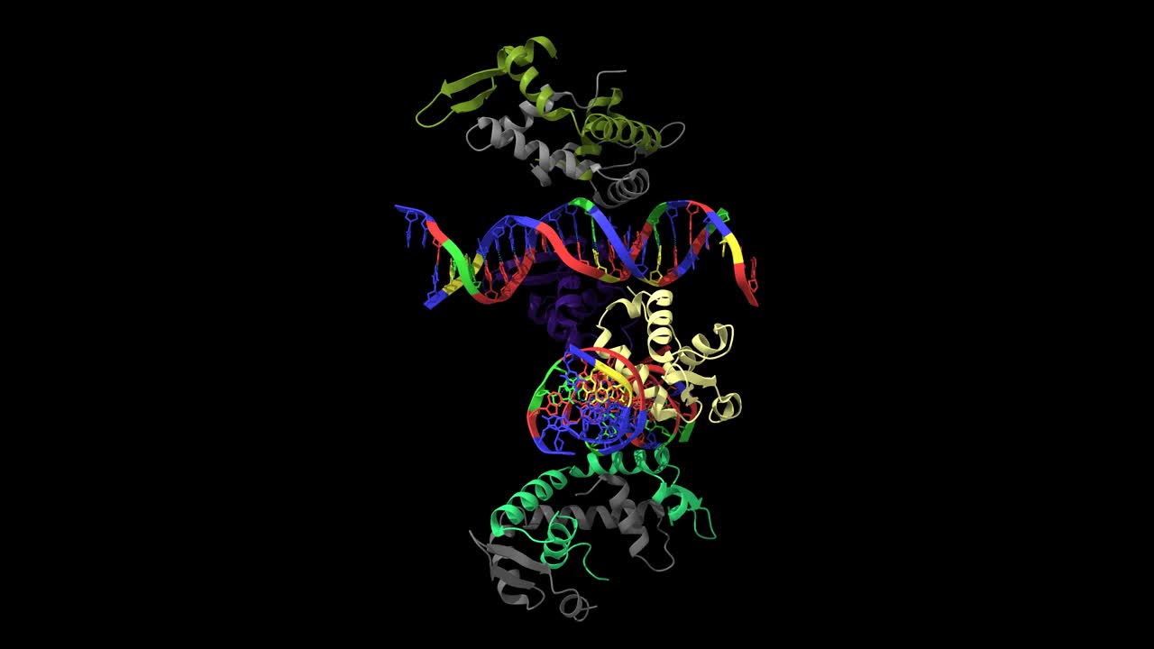 Foxp2的晶体结构与DNA特异性结合。视频下载