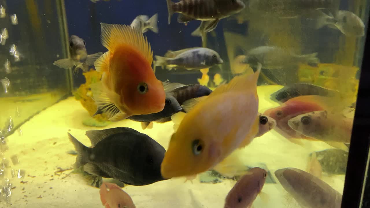 珍奇鱼类在水族馆股票视频视频下载