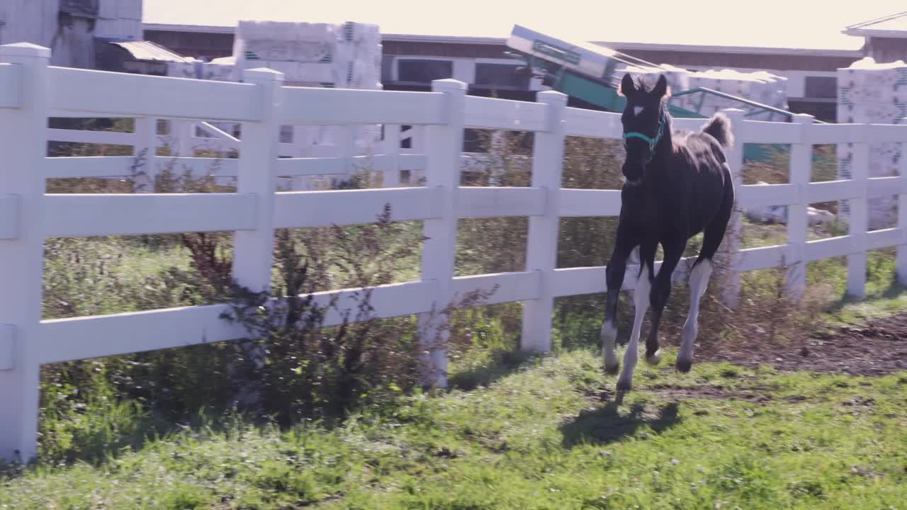 小黑马驹在围栏里奔跑视频素材