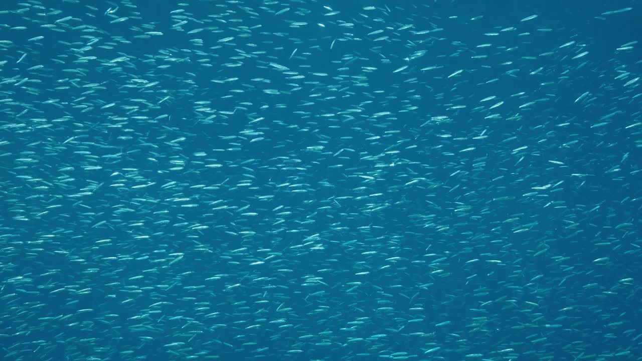 大群的蓝鲱鱼，精致的圆鲱鱼或蓝背鲱鱼。阳光下，一大群小鱼在蓝色的水中游来游去。慢动作视频素材
