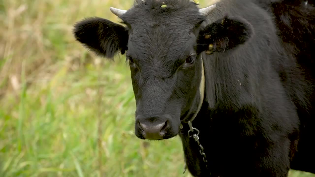 黑色的公牛头在绿色的草地上嗡嗡作响，慢镜头视频素材