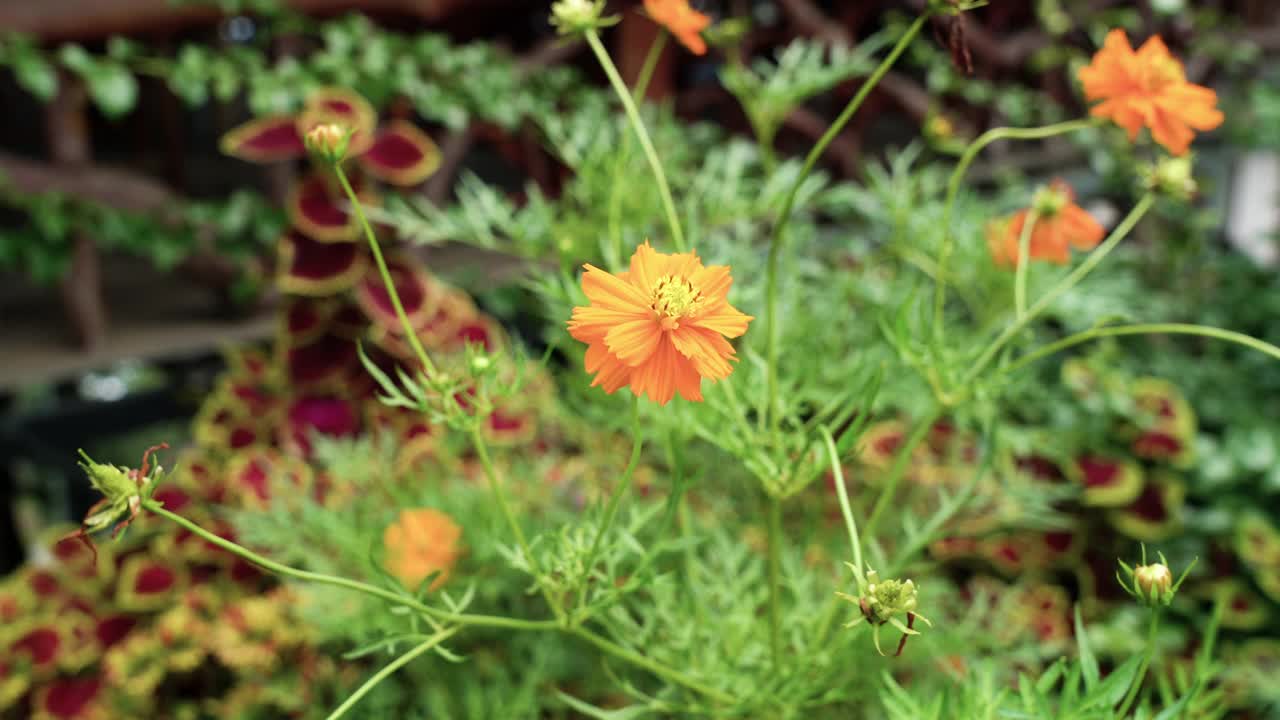 泰国药用开花植物硫菊视频下载
