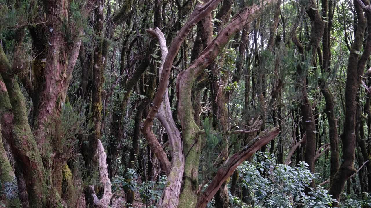 特内里费，阿那加山，月桂树森林视频素材