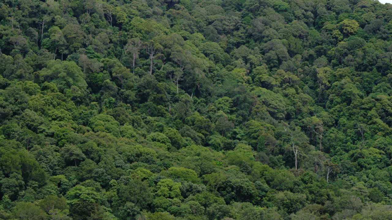 环绕安达曼海海滩的热带雨林视频下载