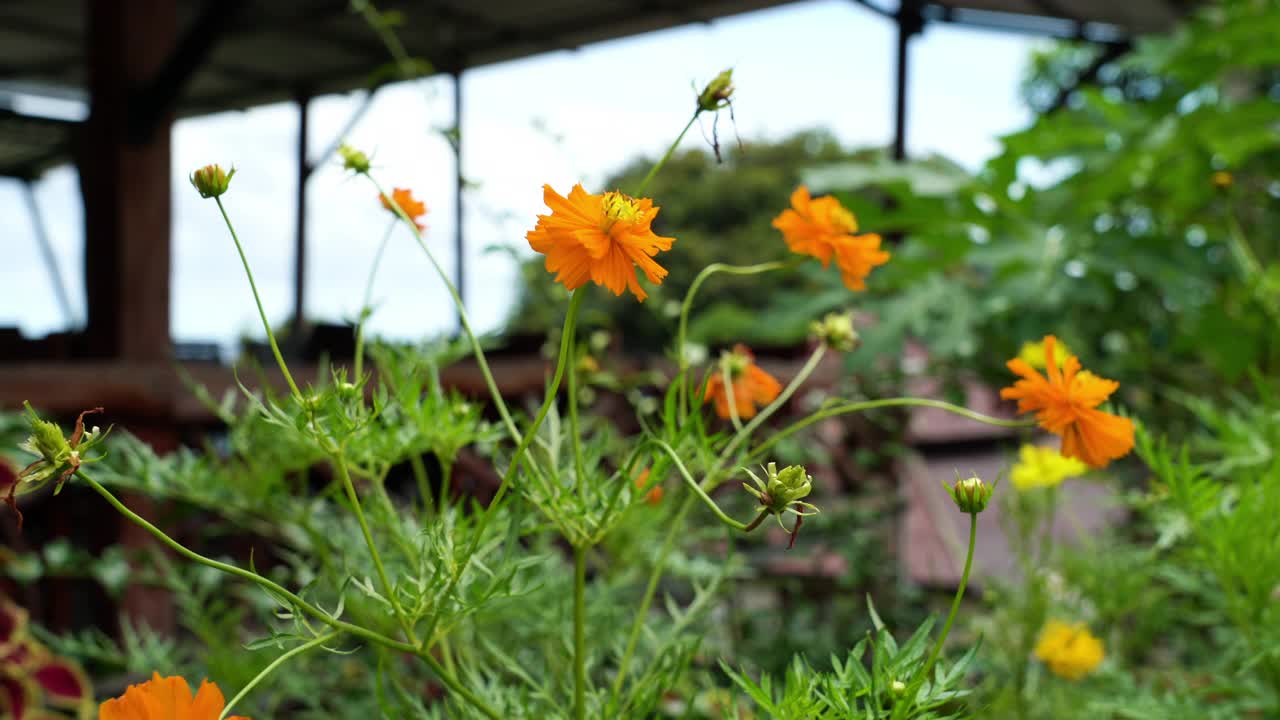 黄硫菊，药用食用开花植物视频下载