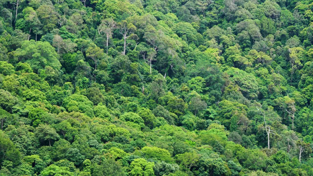 泰国大兰塔国家公园的原始热带雨林视频下载