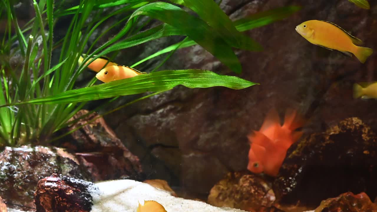 五颜六色的鱼在鱼缸里游泳视频素材