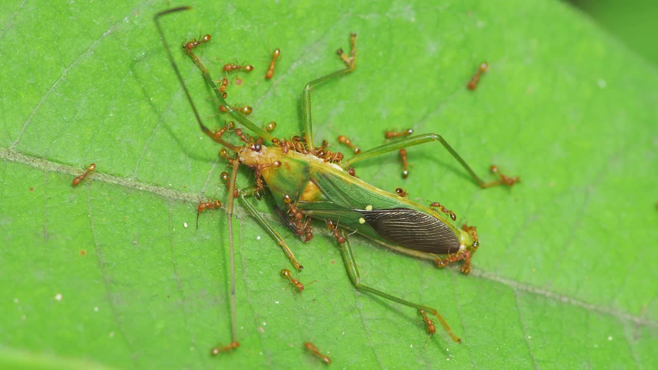 红蚂蚁在自然背景下吃虫子。昆虫。动物视频素材