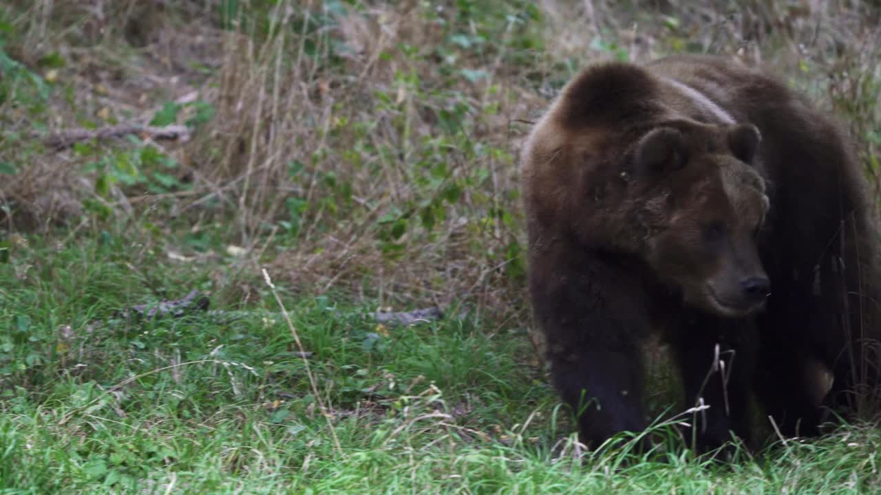 森林里的棕熊。堪察加半岛熊视频素材