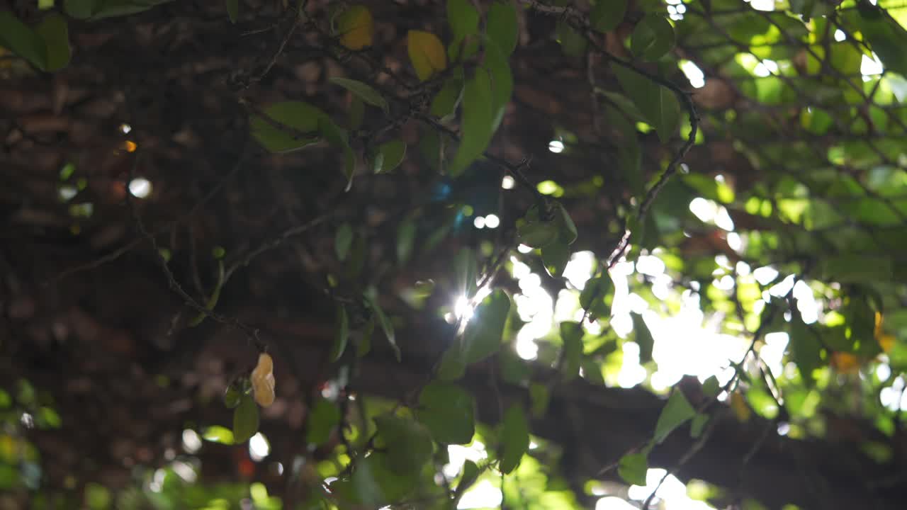 4K低角度的树叶在阳光的照射下摇曳视频素材