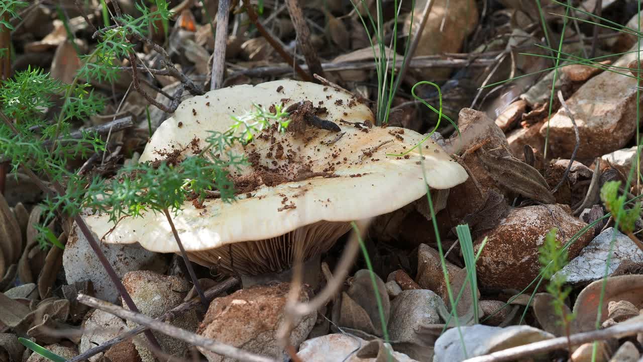 山上的蘑菇季(乳菇)特写。视频下载