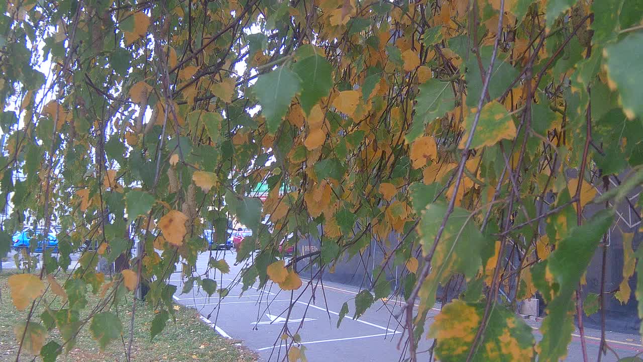 秋叶视频素材